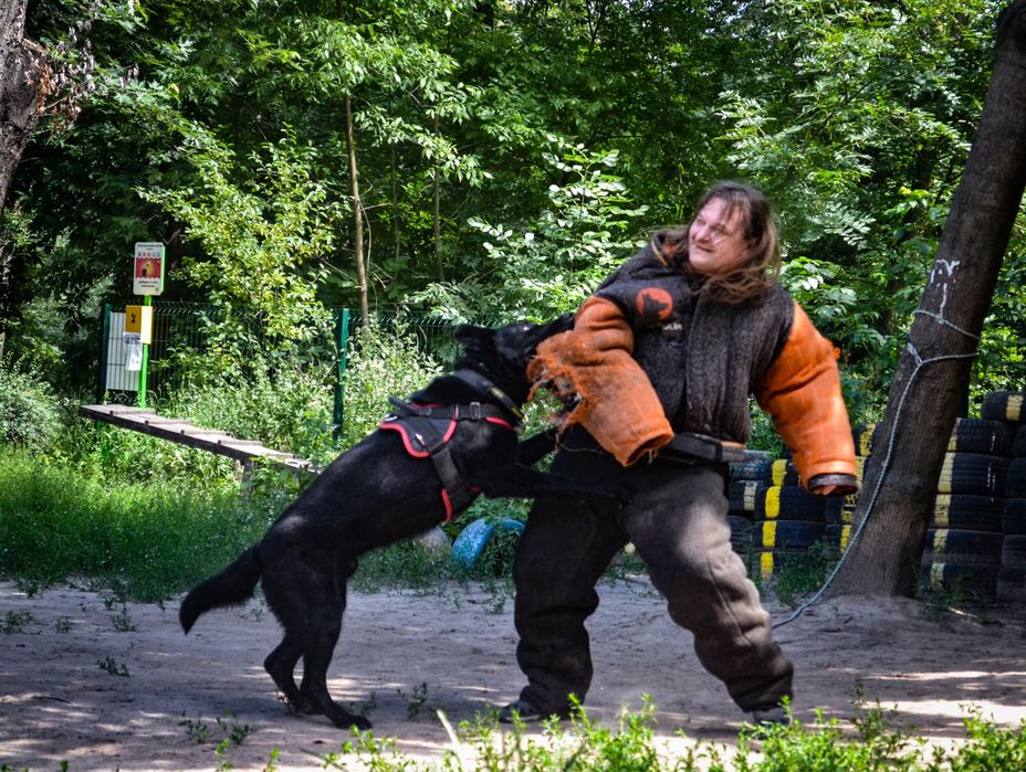 Кобель для вʼязки німецької вівчарка робочого розведення