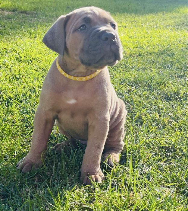 Szczenię Puma Nero FCI Cane Corso szczenie po GRAND CHAMPIONIE