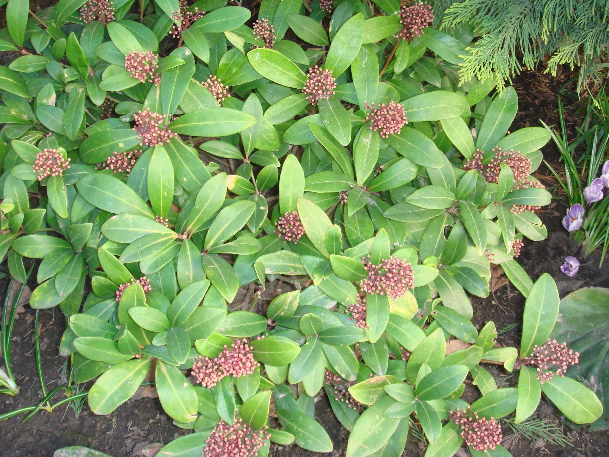 лилейники з вариегатним листям хосты гибискус садовый махровый магония