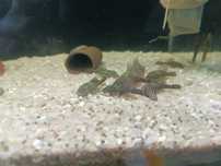 Venda de ancistrus SP