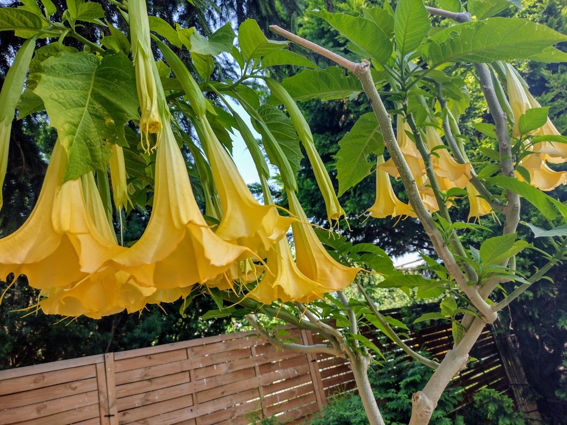Datura 2 szt żółte lub białe