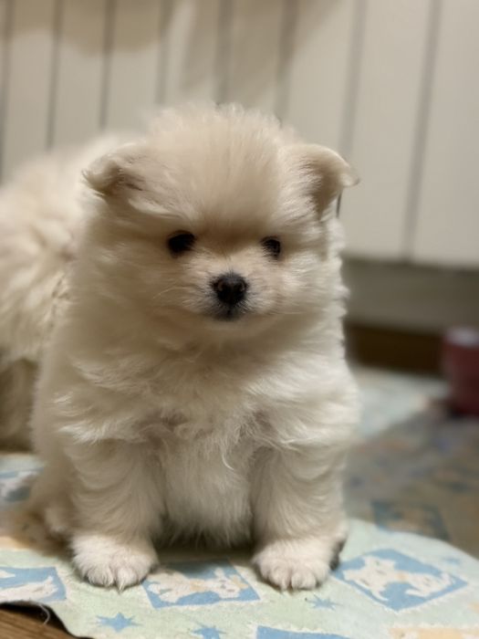 Продам померанского шпица