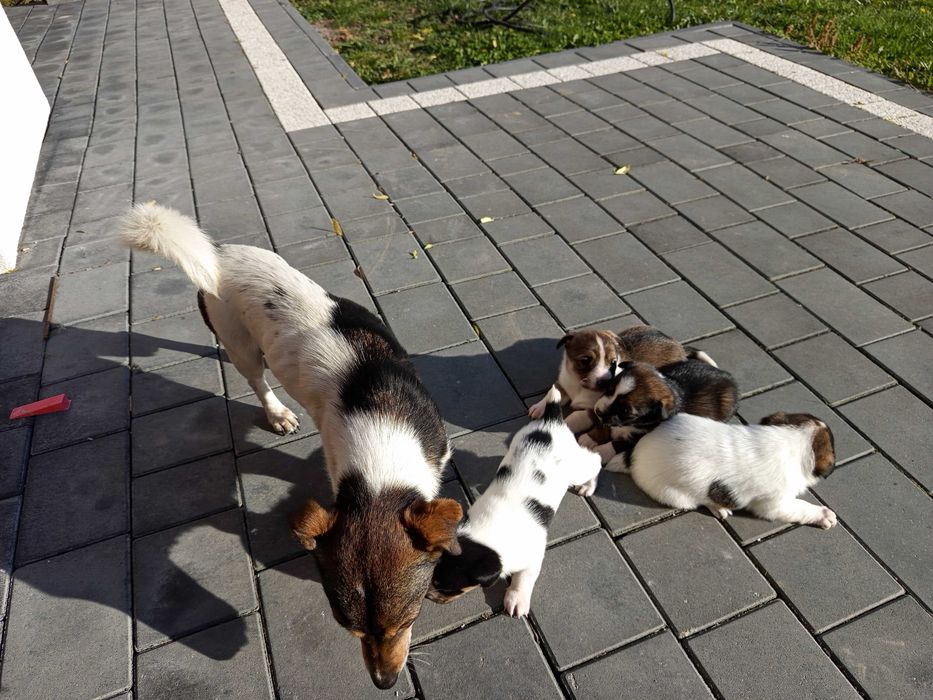 Oddam pieski w dobre ręce, suczki