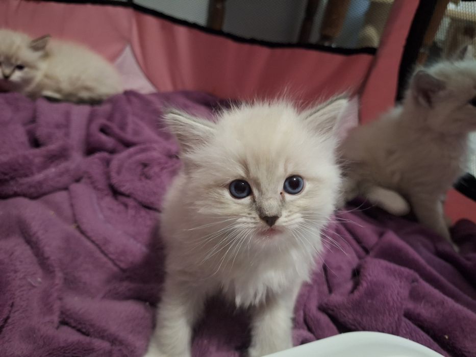 Ragdoll- chłopczyk blue point mitted lynx