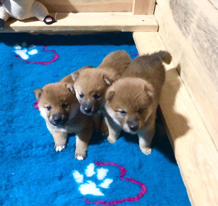 Shiba Inu, trzy cudeńka już są na świecie !! Rajsobie (FCI)