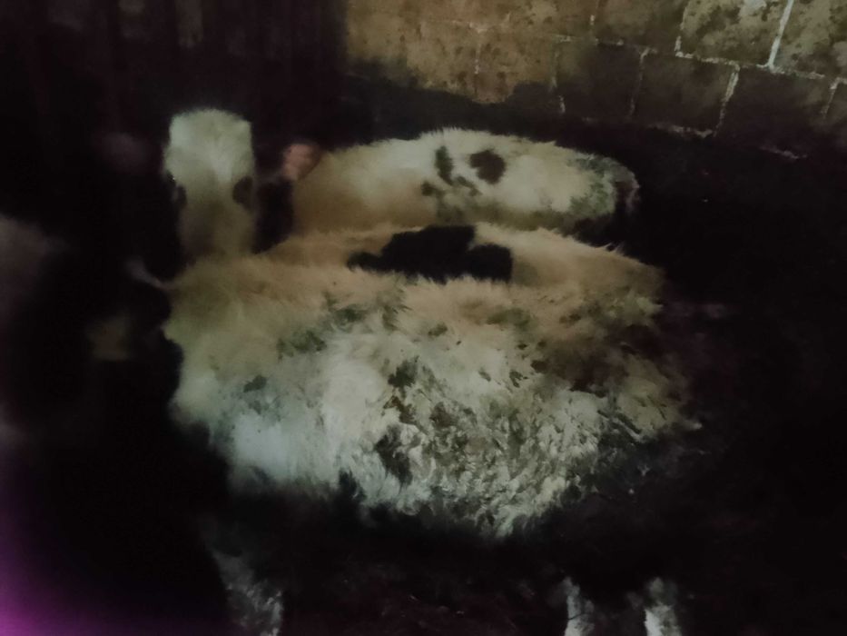 Byczki żeruny na sprzedaż