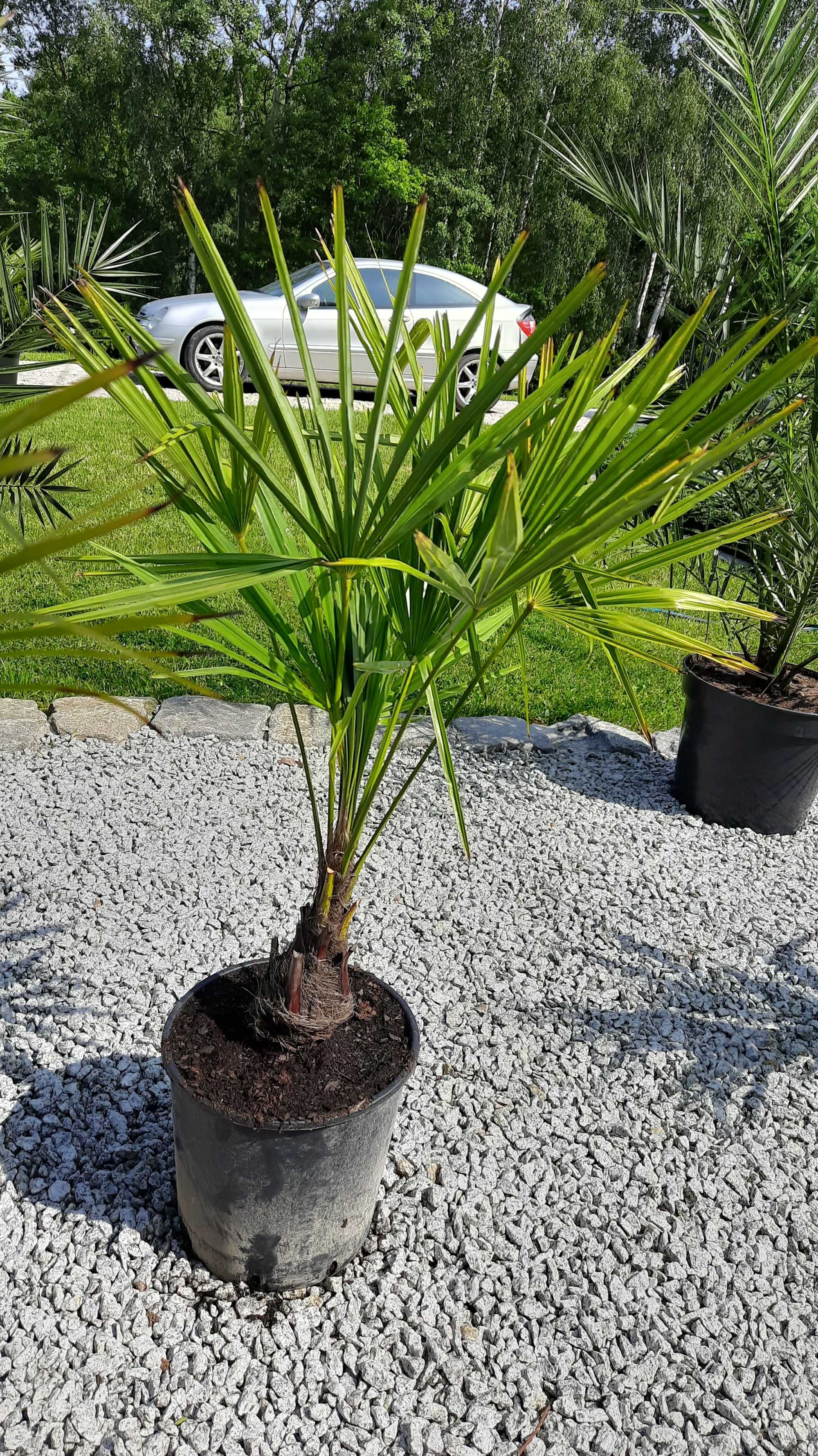 Trachycarpus fortunei