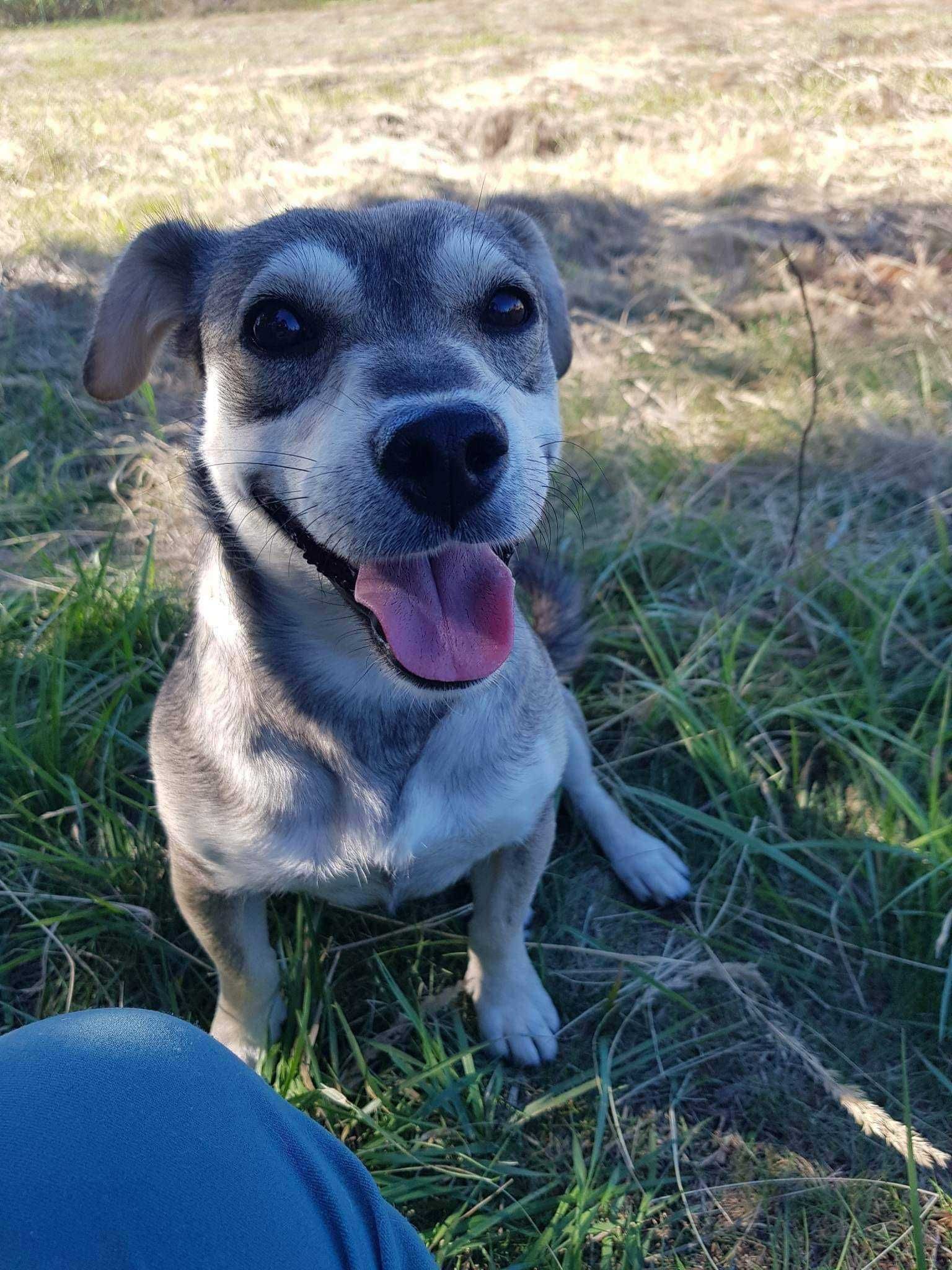 Figa poleca się do adopcji!!