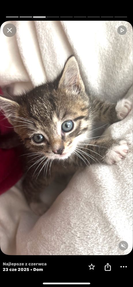 Kotki do adopcji