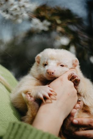 Skunks czarno biały albinos