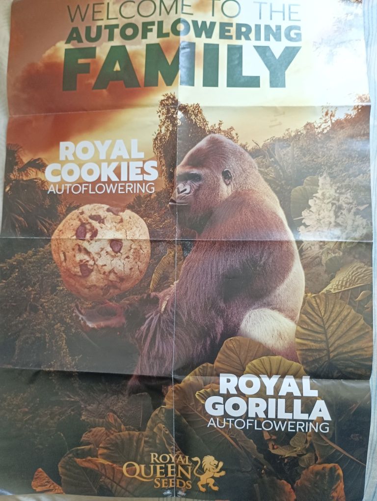 Posters Cannabis
