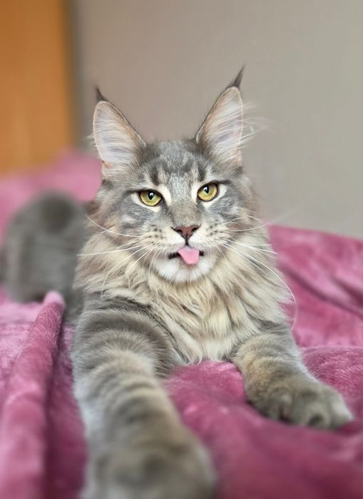 Adopcja kocurek Maine Coon FPL