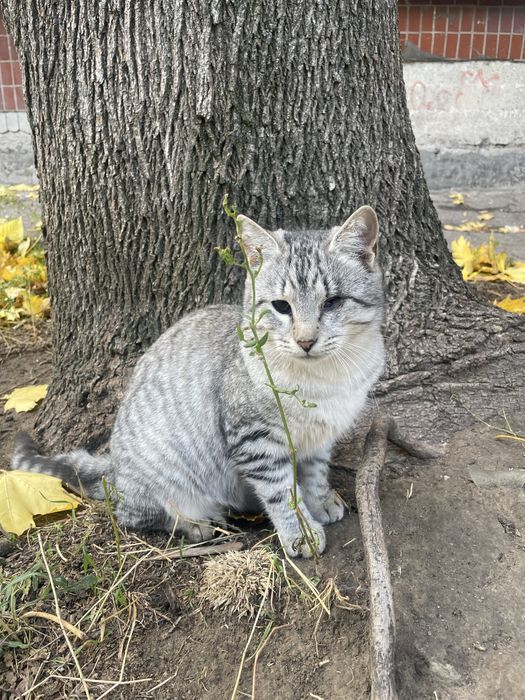 Кошеня (кішка, киця, дівчинка, котенок, кошка, девочка)