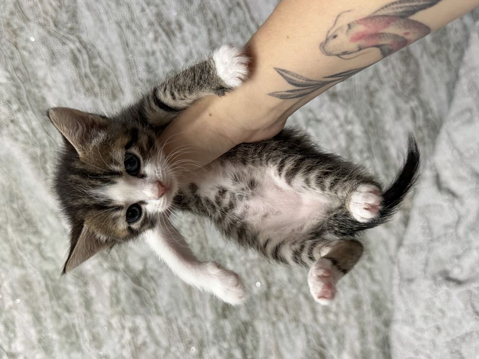 котята , кошенята