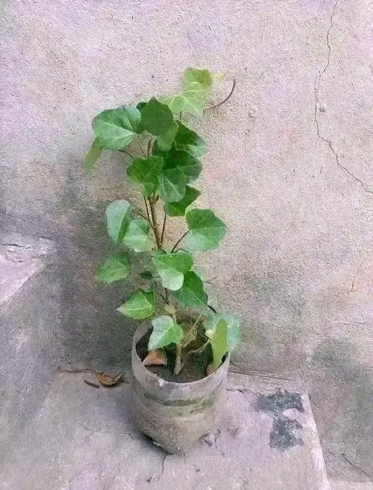 Продам саджанці Плющ