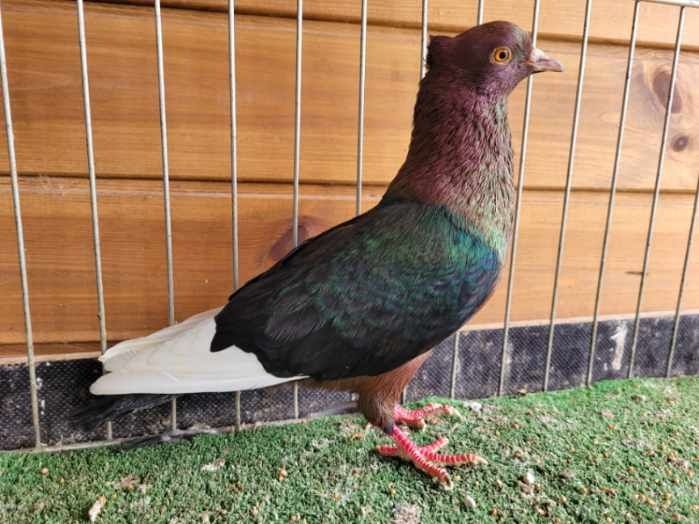 Gile gile miedziane białolote gołąb golebie ozdobne rasowe