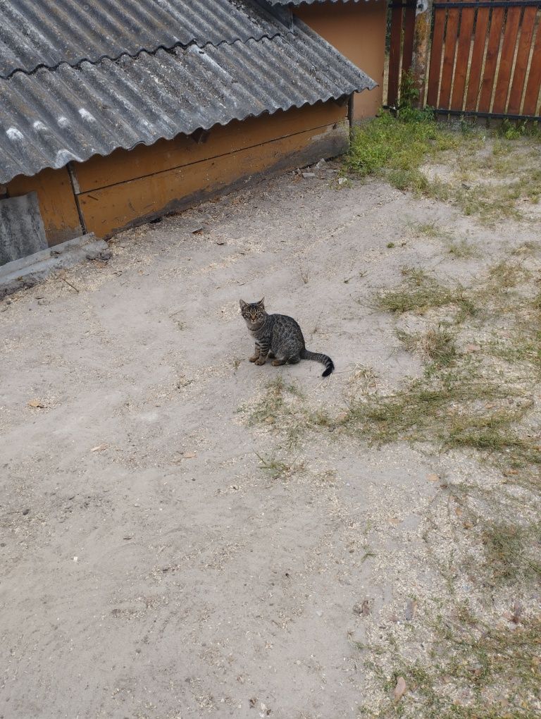 2 koty do oddania za darmo