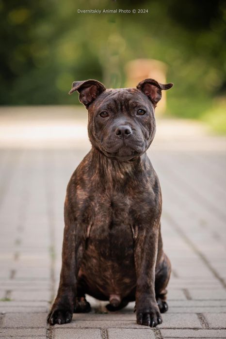 Цуценя стаффордширського бультерера