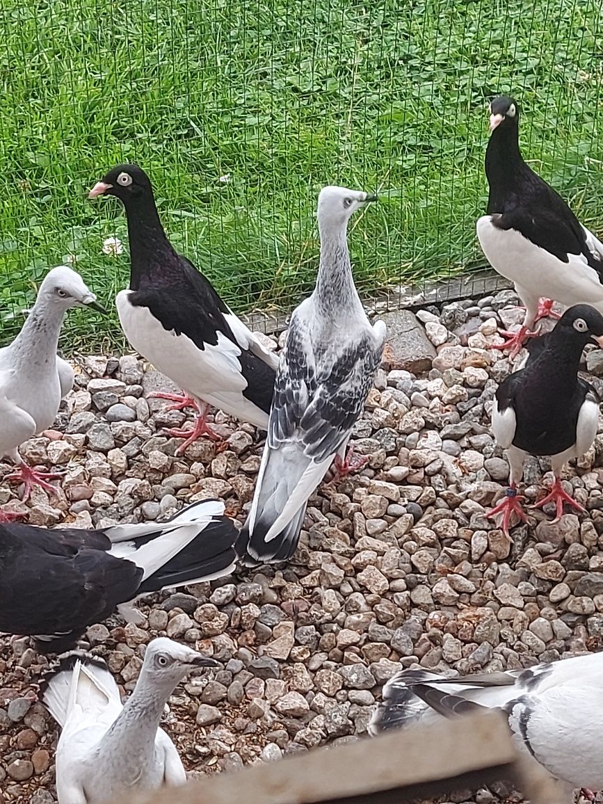 Srebrniaki,Pasiaki,Jarzebiak