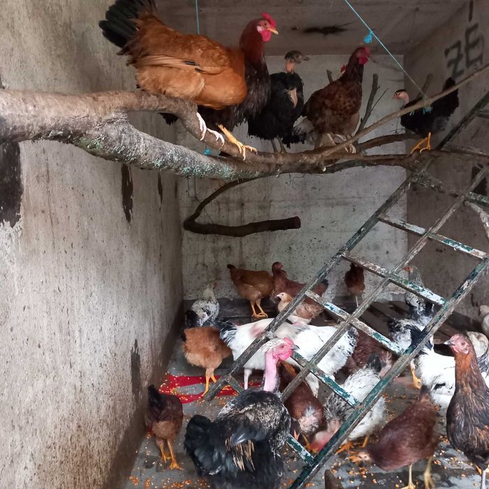 Vendo frango e garnizos caseiros