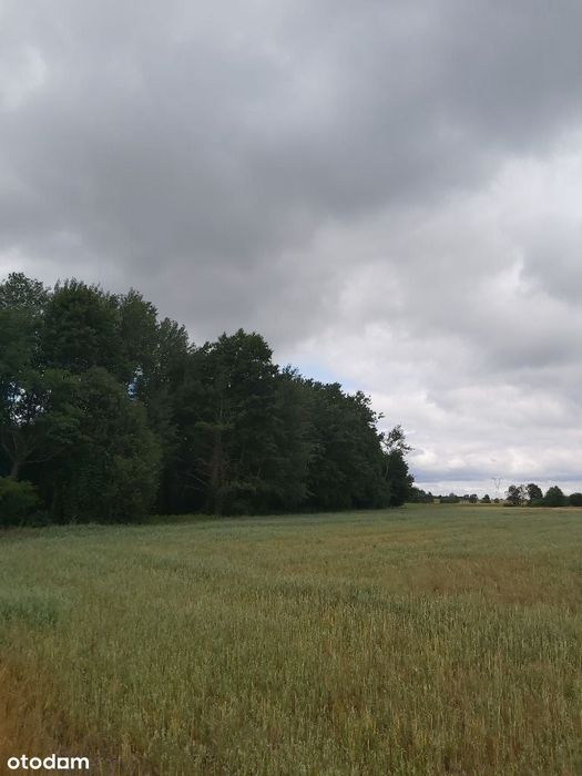 Sprzedam działkę rolną w Gójsku 42900 m2