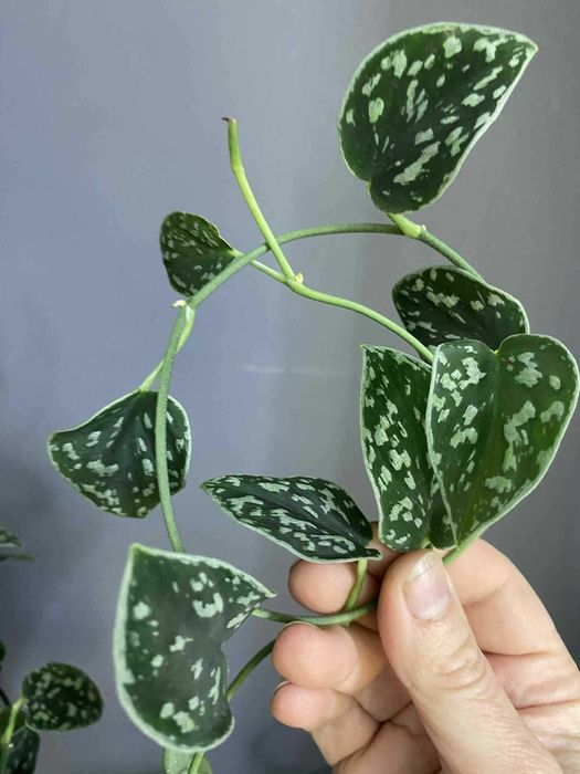 сциндапсус дарк триколор darc tricolor