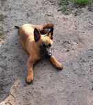 Owczarek belgijski Malinois - suczka
