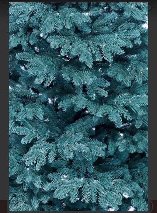 Ялинка  100 % Лита Голуба 180/Ель/Елка