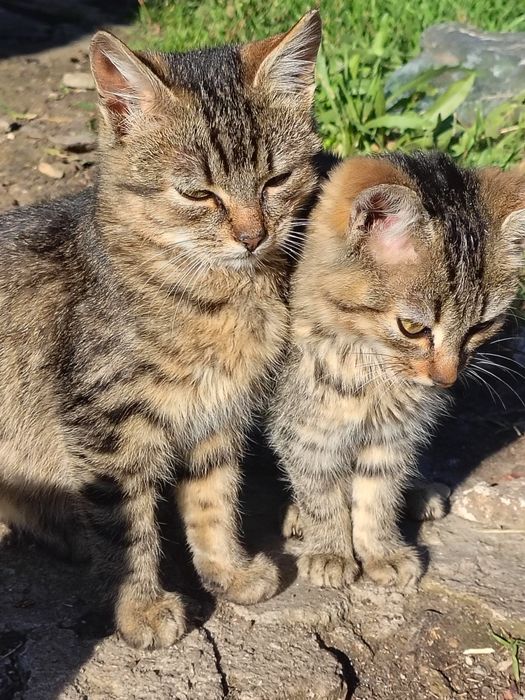 Два сіренький котики хочуть в гарні руки