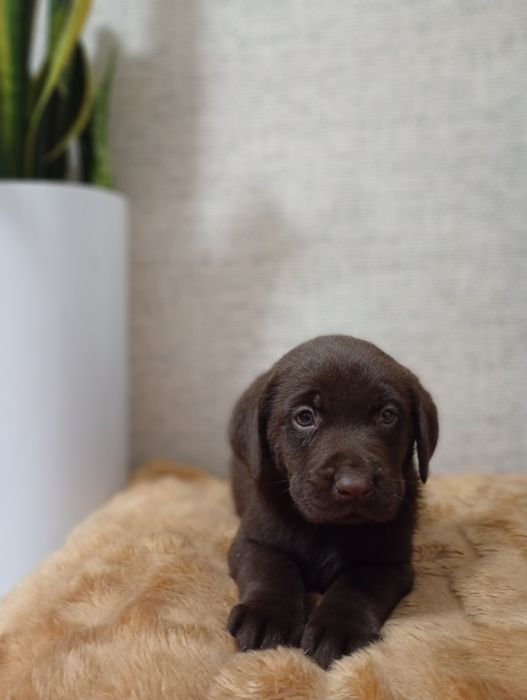 Mam na sprzedanie śliczne labladory