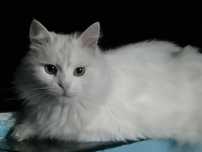 Отдам в любящие руки кошечку