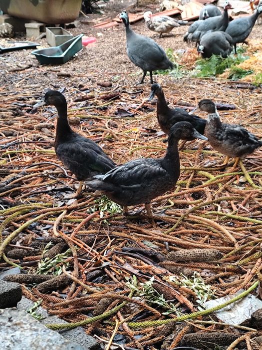 Patos cruzados mudo