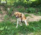 1 rok, 10 kg, delikatna , łagodna Kitka. Adopcja