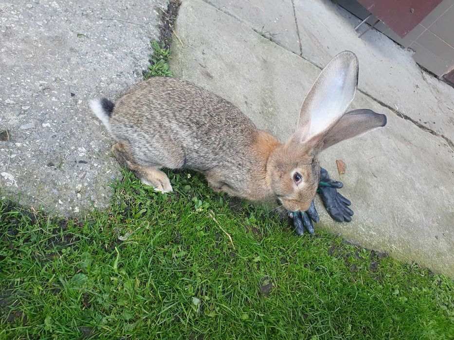 Młode Olbrzymy belgijskie