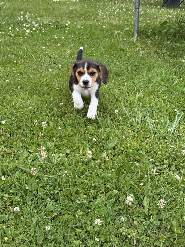 Piękna sunia beagle