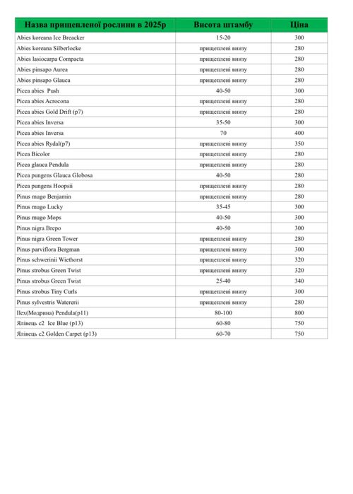 Туя смарагд.Однорічні прищеплені (привиті) хвойні рослини