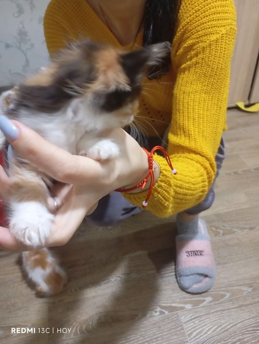 Одам котят в хорошие руки