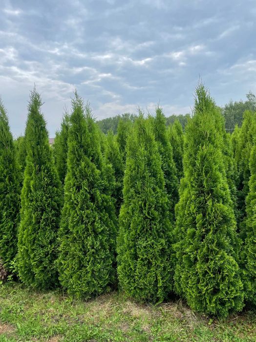 Tuja Szmaragd 180-350cm PRODUCENT tuje brabant 200-350cm