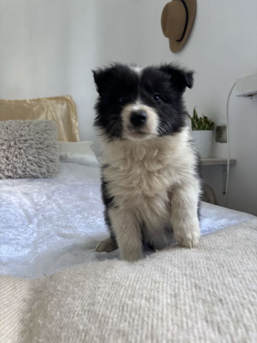 Border collie szczenię z rodowodem
