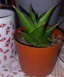 Sansevieria Abey Crown