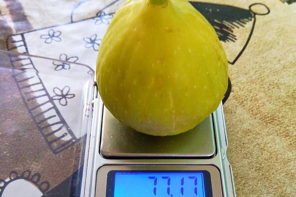 Brunswik, figa, sadzonki figi, figowce