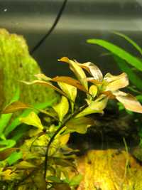 Roślina akwariowa Ludwigia Repens !