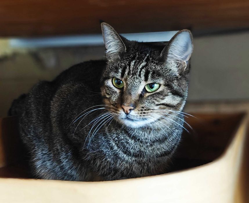 Мила зеленоока Руна шукає дім і любляче серце! кішка кошка кіт кошеня