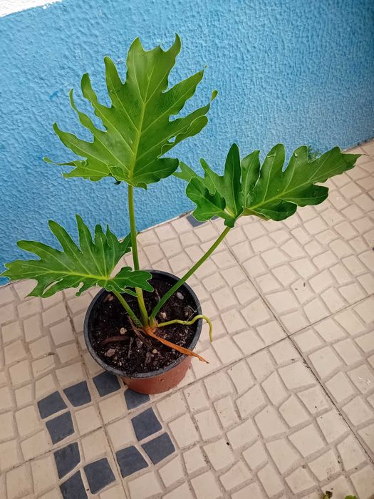 Guaimbê Filodendro  Bipinnatifidum