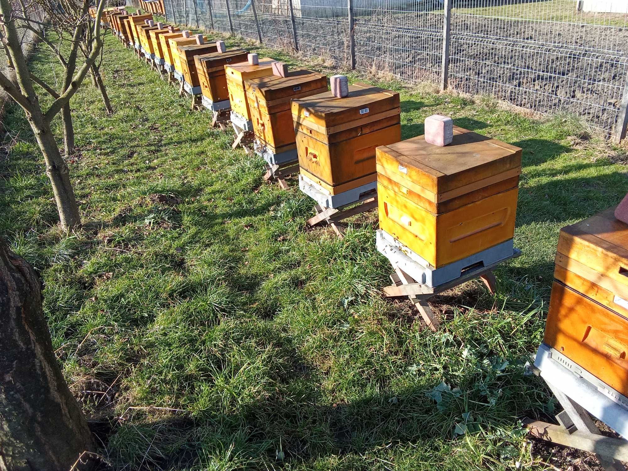 Pszczoły w ulach wielkopolskich