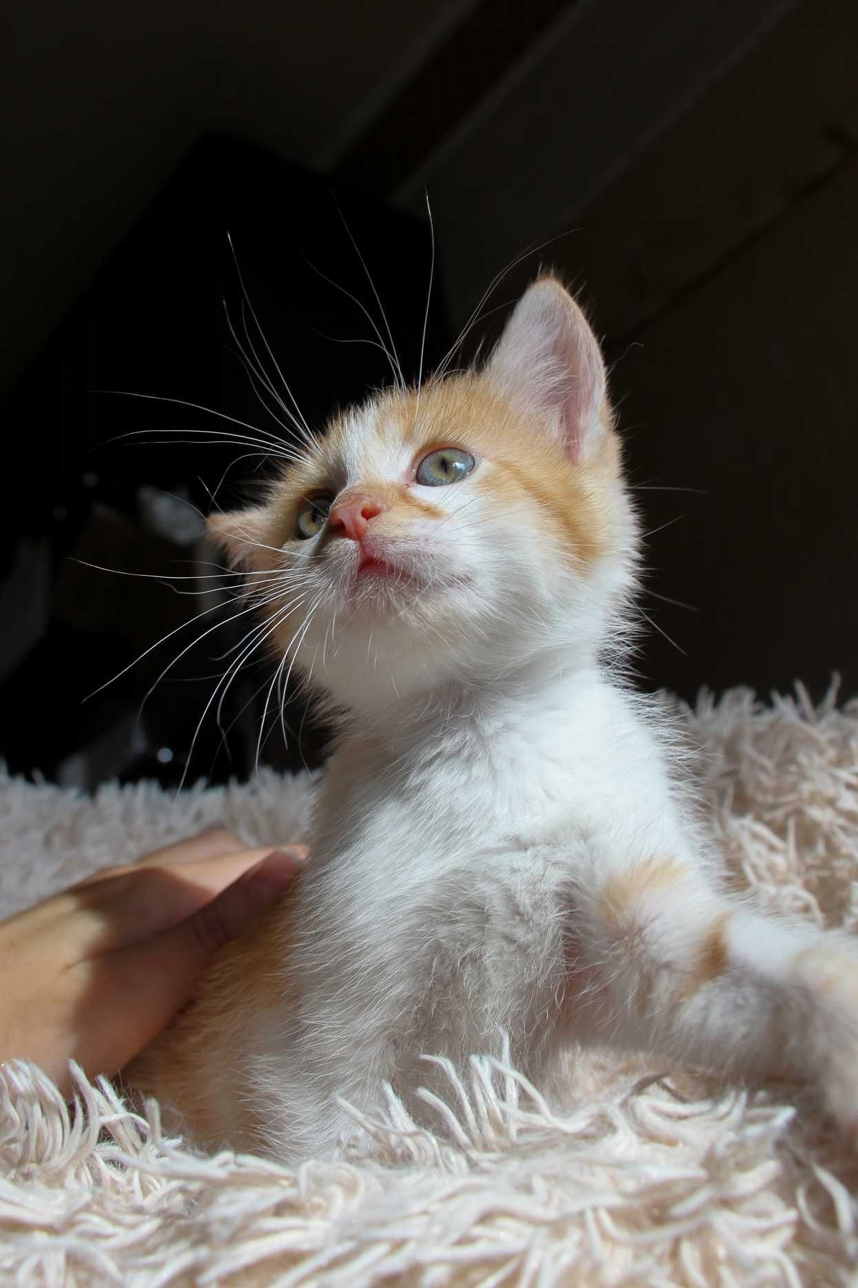 Кошеня, маленький котик, янголятко Абрикос (2 міс.) додому!!!