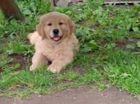 Golden retriever pieski