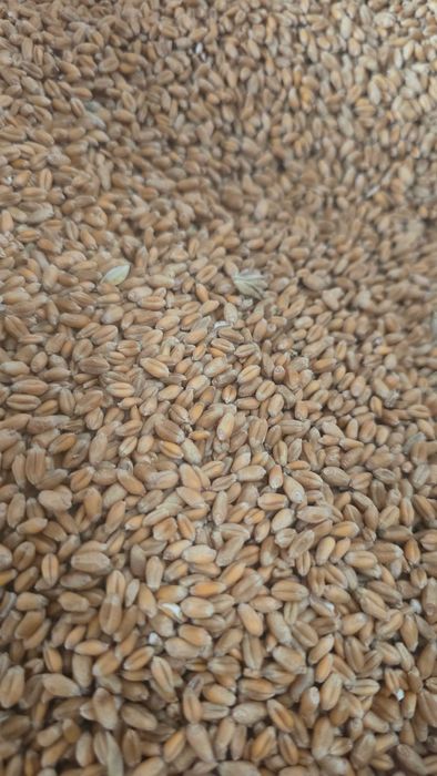 Pszenica przewódkowa jara KWS DORIUM A