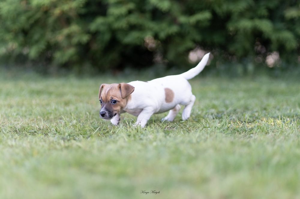 Chłopiec Jack Russell terrier nr 2/badania genetyczne/wyprawka