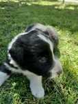 Suczka Border Collie | Szczeniaki Border Collie